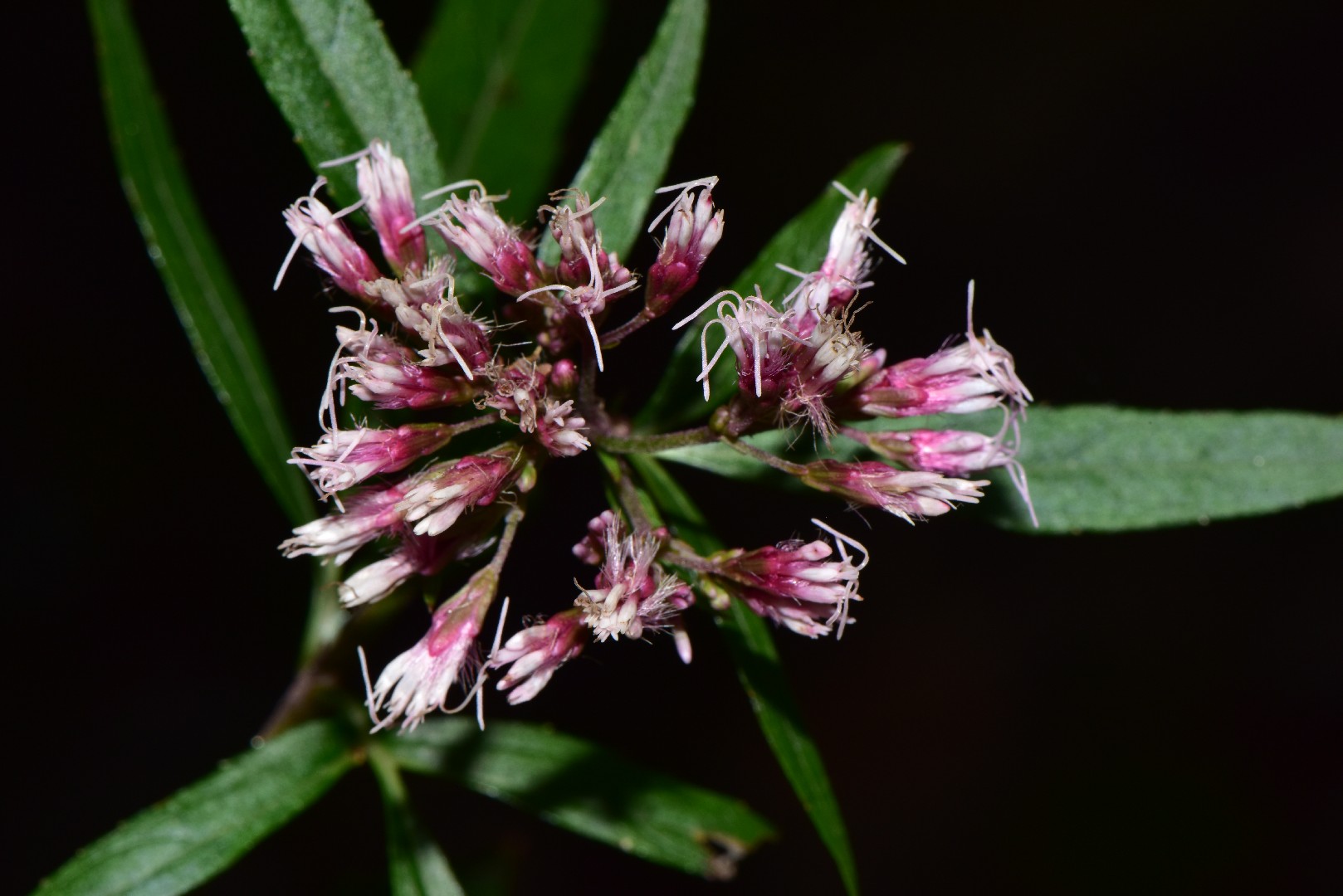 How to Plant and Grow Chinese eupatorium(Eupatorium fortunei)