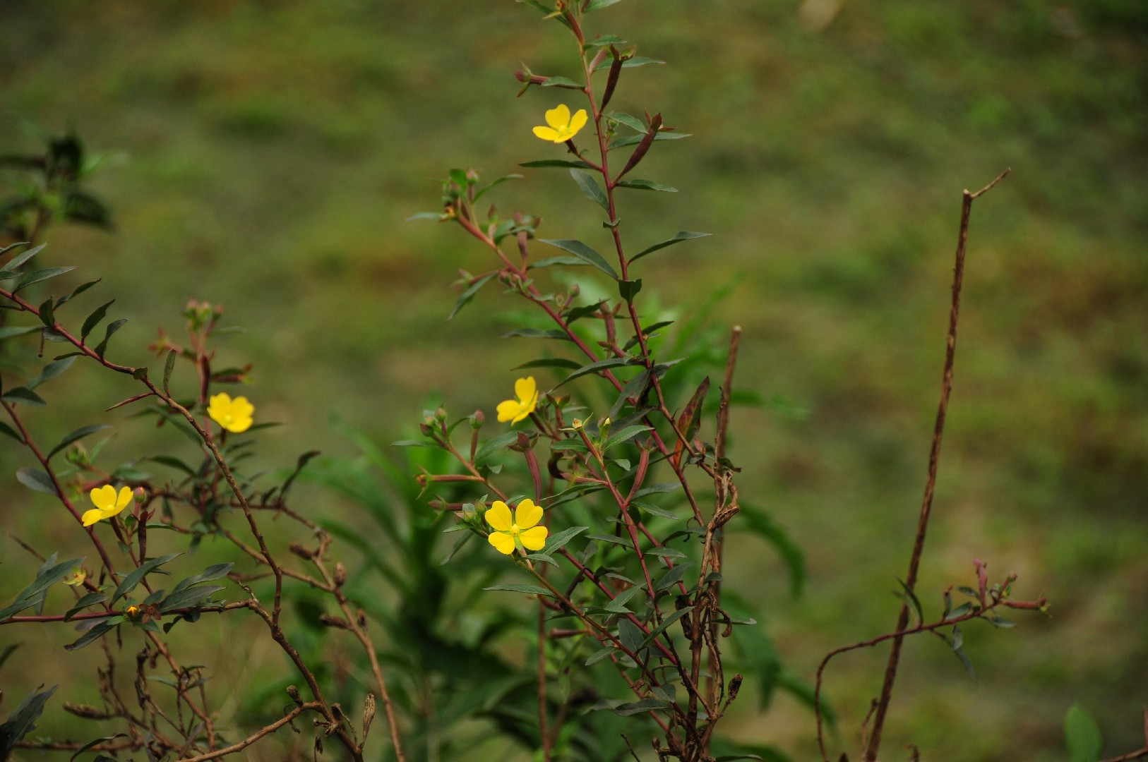 チョウジタデ (Ludwigia epilobioides) 花言葉,毒性,よくある質問 - PictureThis