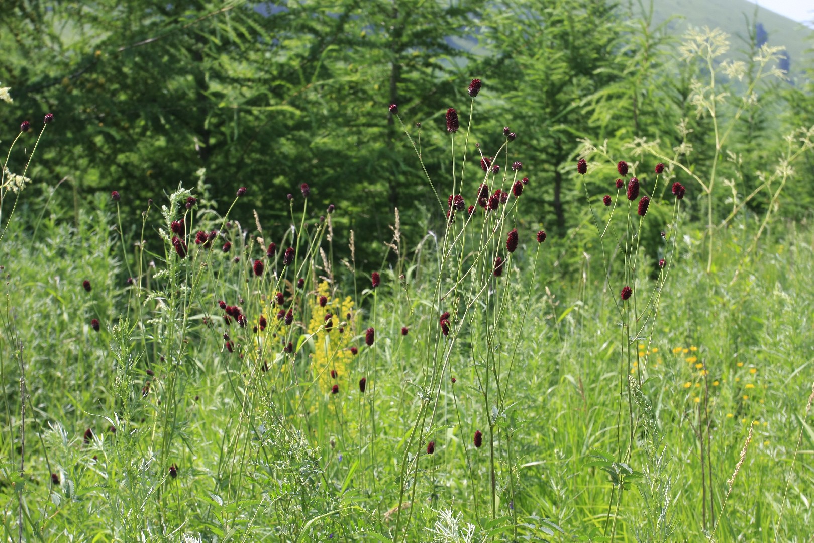 ワレモコウ（吾亦紅） (Sanguisorba officinalis) - PictureThis