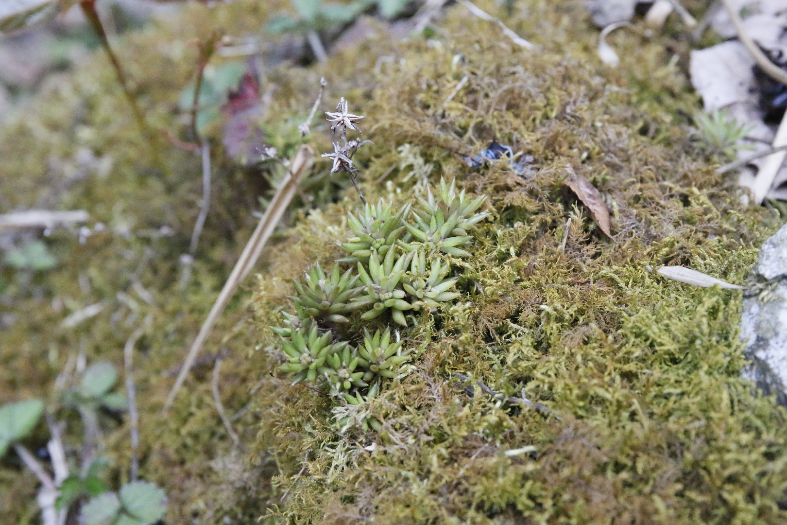 瓦松 (Orostachys fimbriata) 照顧,種植,繁殖,開花時間 - PictureThis