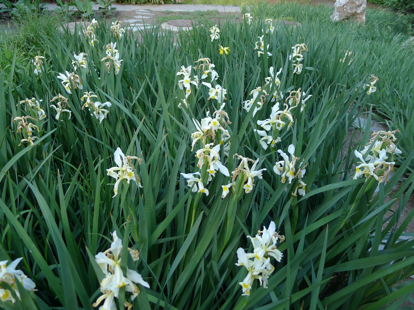 Saltloving blue iris (Iris halophila) Flower, Leaf, Care, Uses