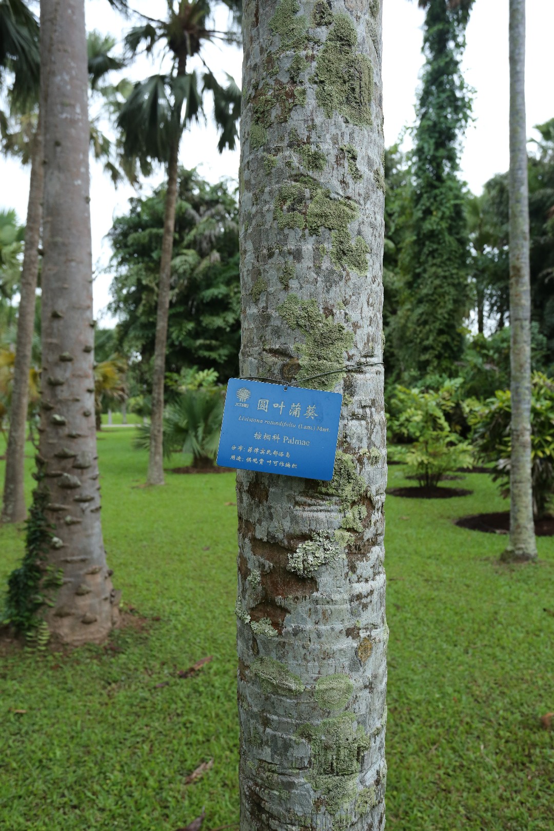 ビロウ (Saribus) - PictureThis