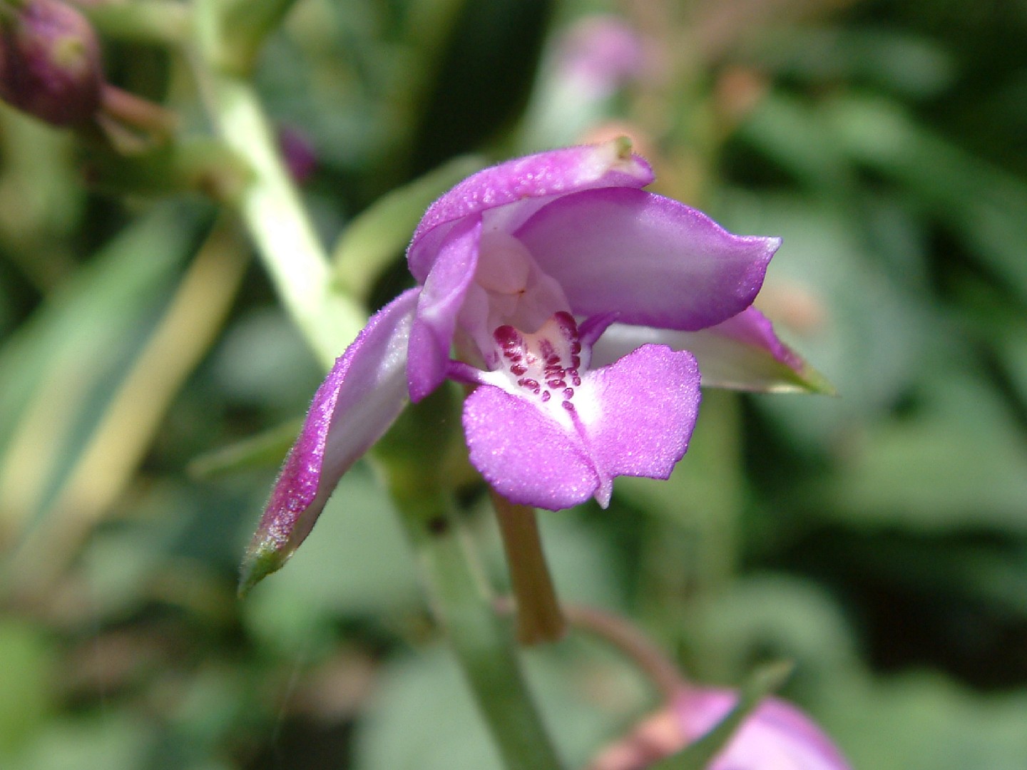 calanthe-sylvatica-picturethis