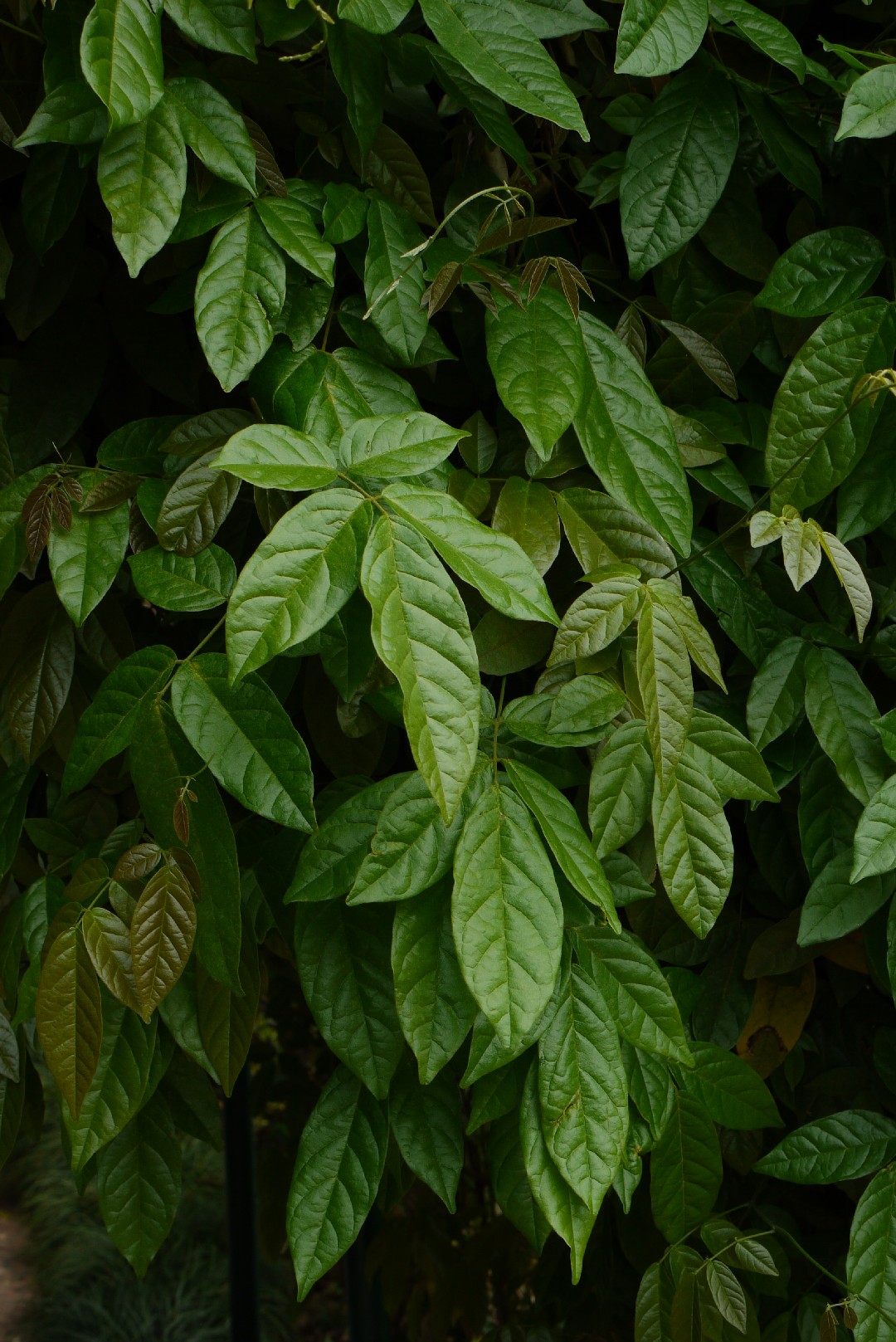 Callerya cinerea - PictureThis
