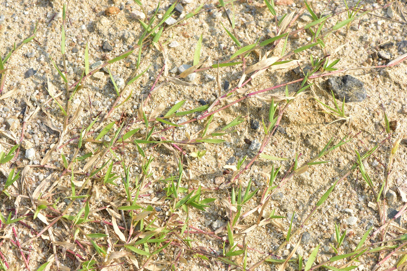 Brachiaria distachya PictureThis