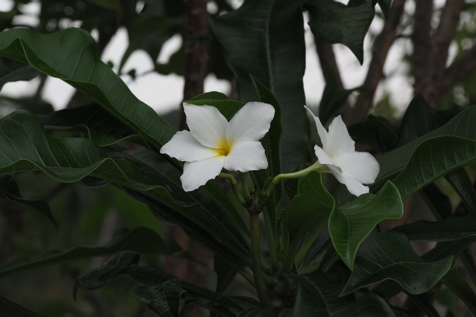 Jasmim-do-caribe (Plumeria pudica) - PictureThis