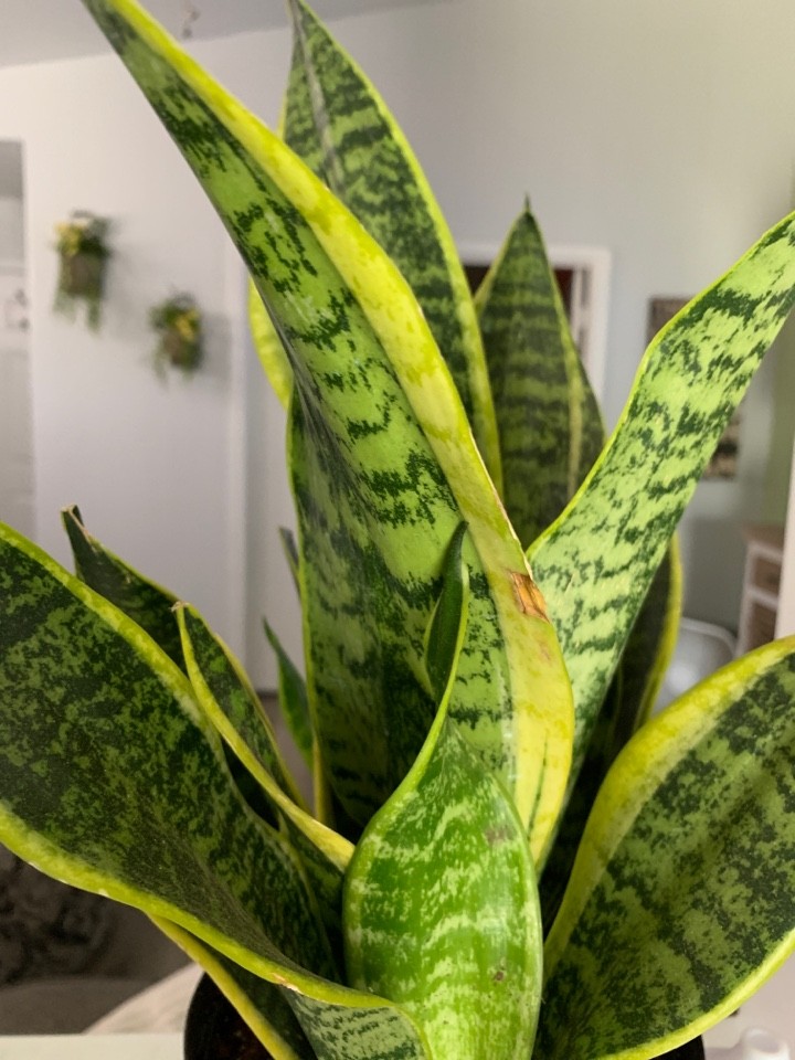 How to Grow and Care for Bird's nest snake plant