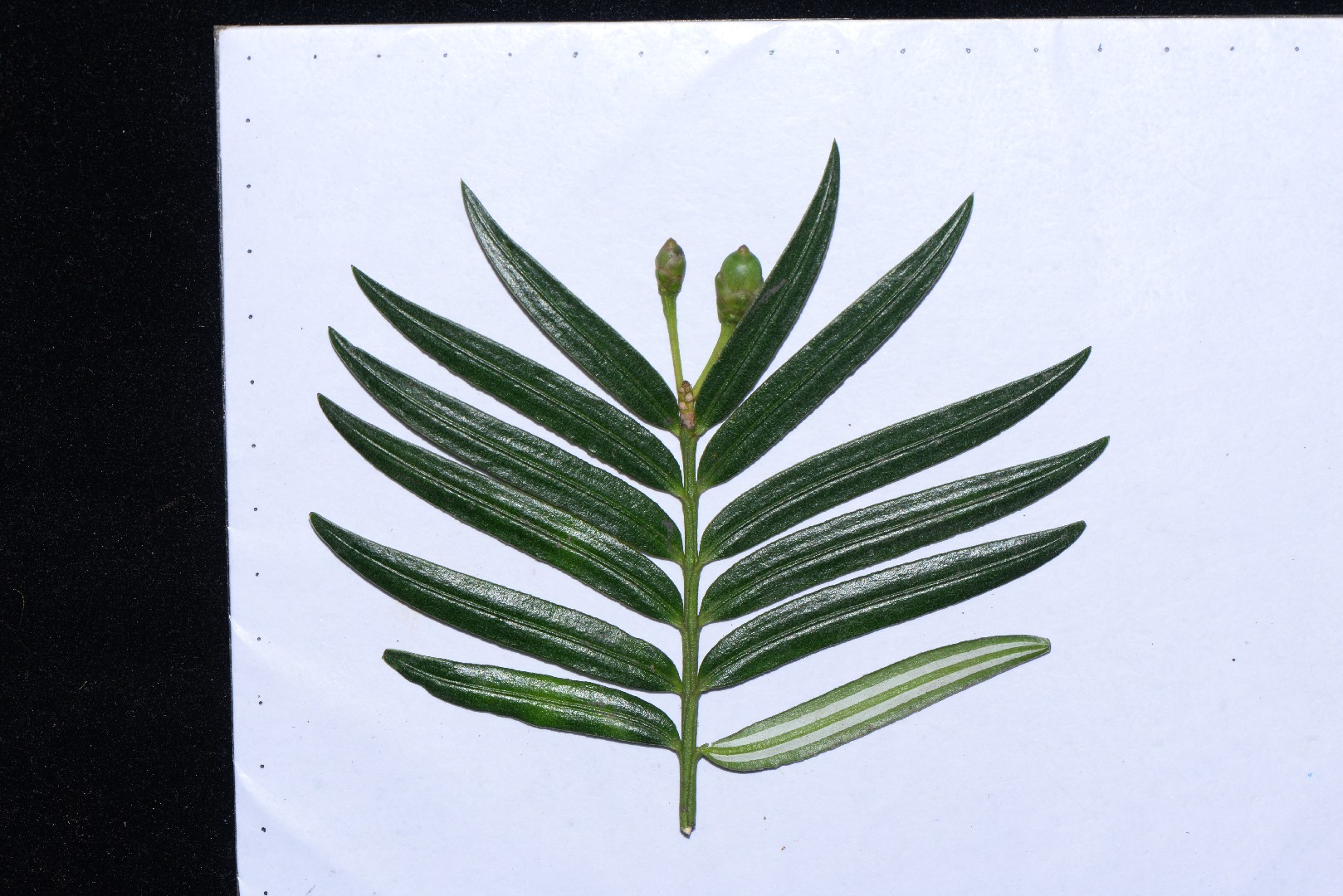 Amentotaxus argotaenia PictureThis