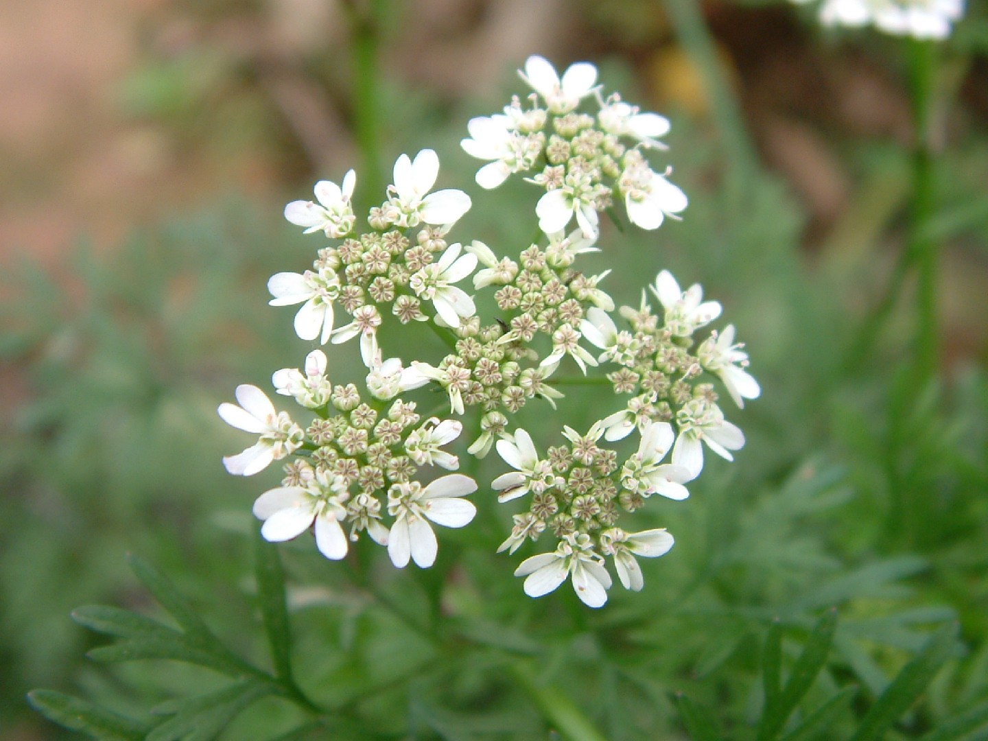 Coriander (Coriandrum sativum) Flower, Leaf, Care, Uses PictureThis