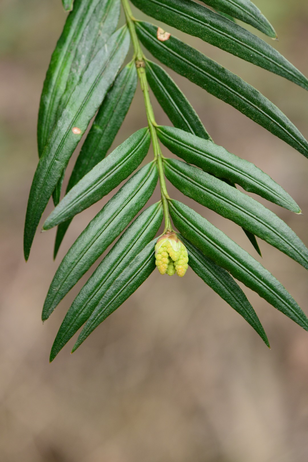 Amentotaxus argotaenia PictureThis