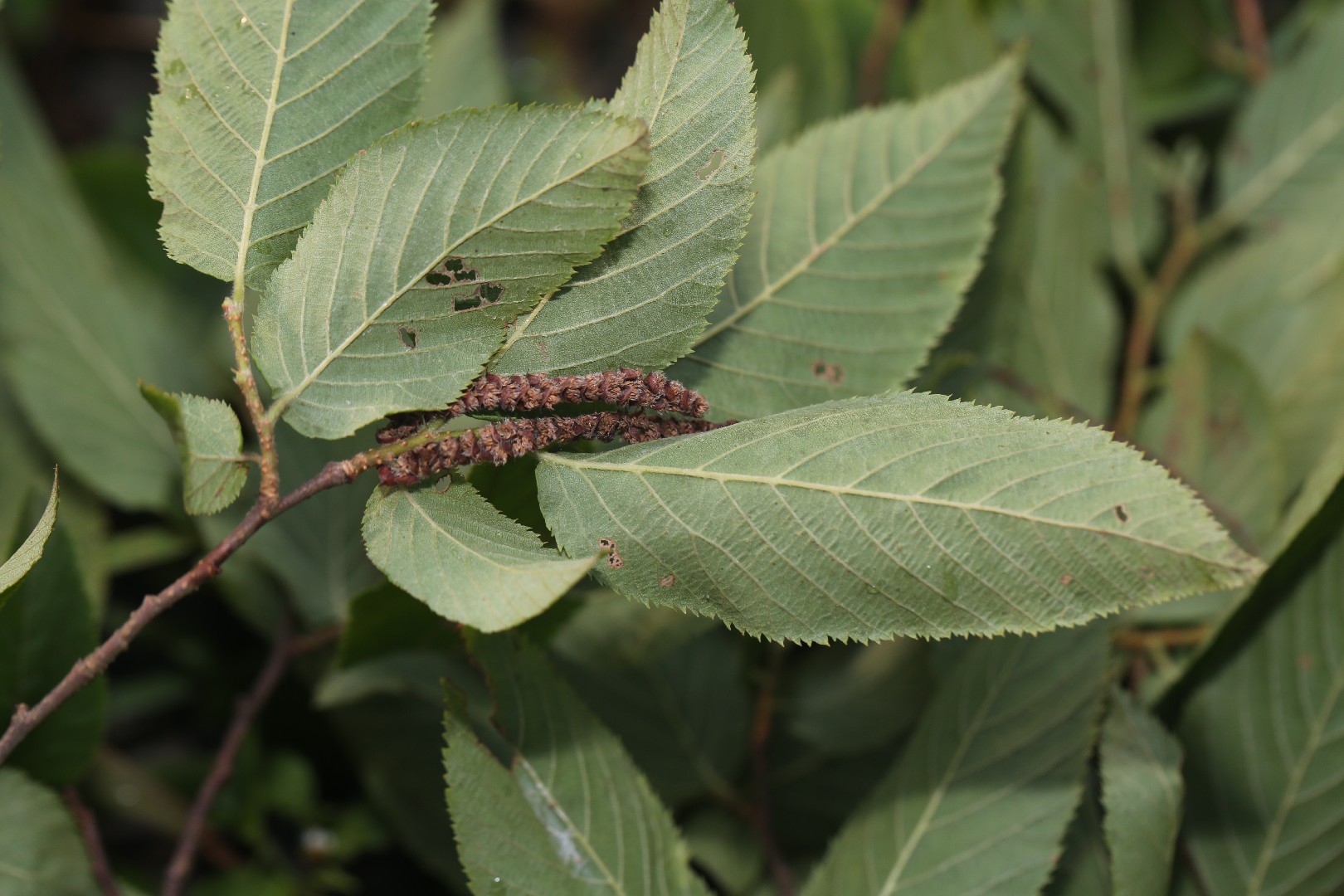Zhejiang hophornbeam (Ostrya rehderiana) Flower, Leaf, Care, Uses