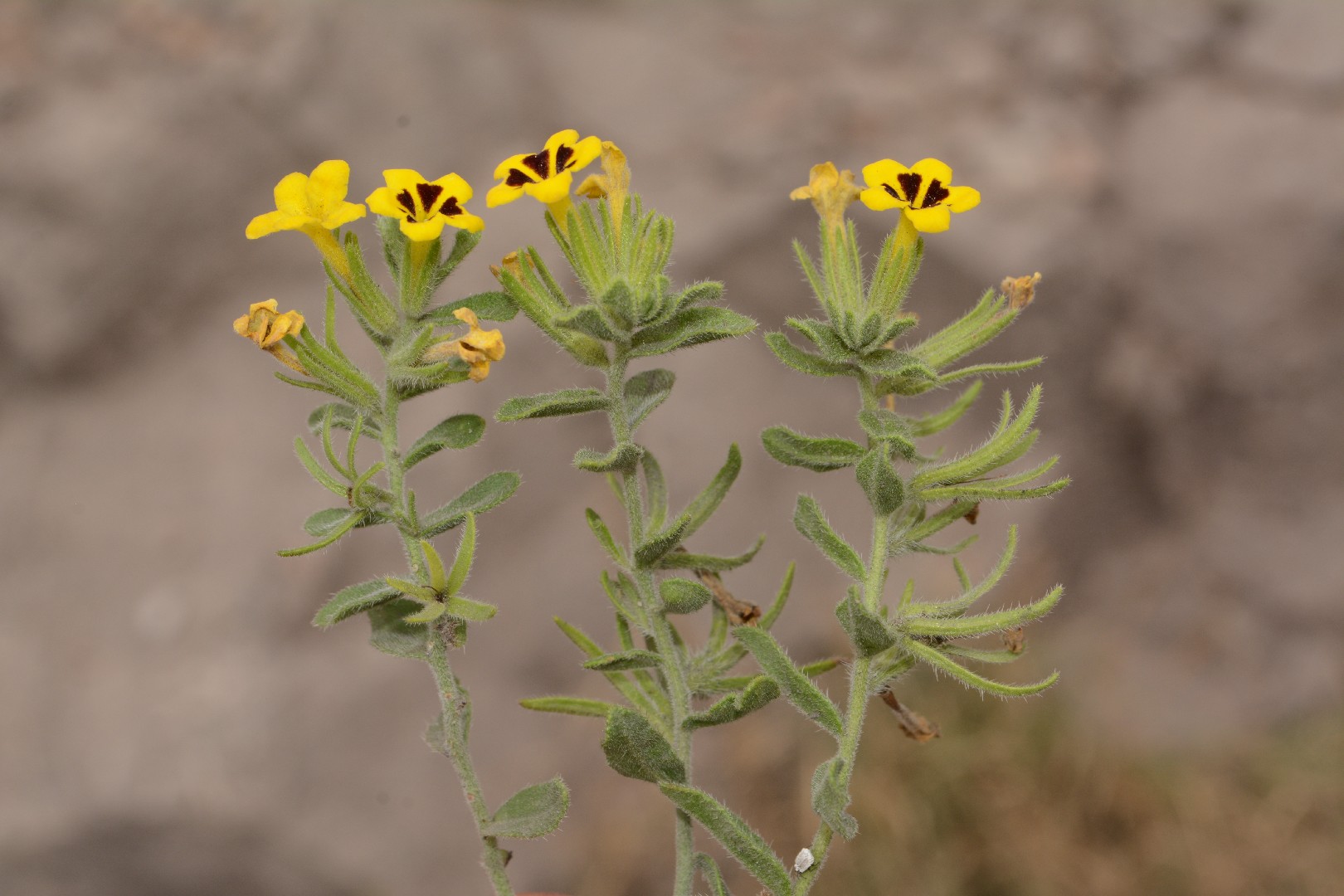 Arnebia guttata PictureThis