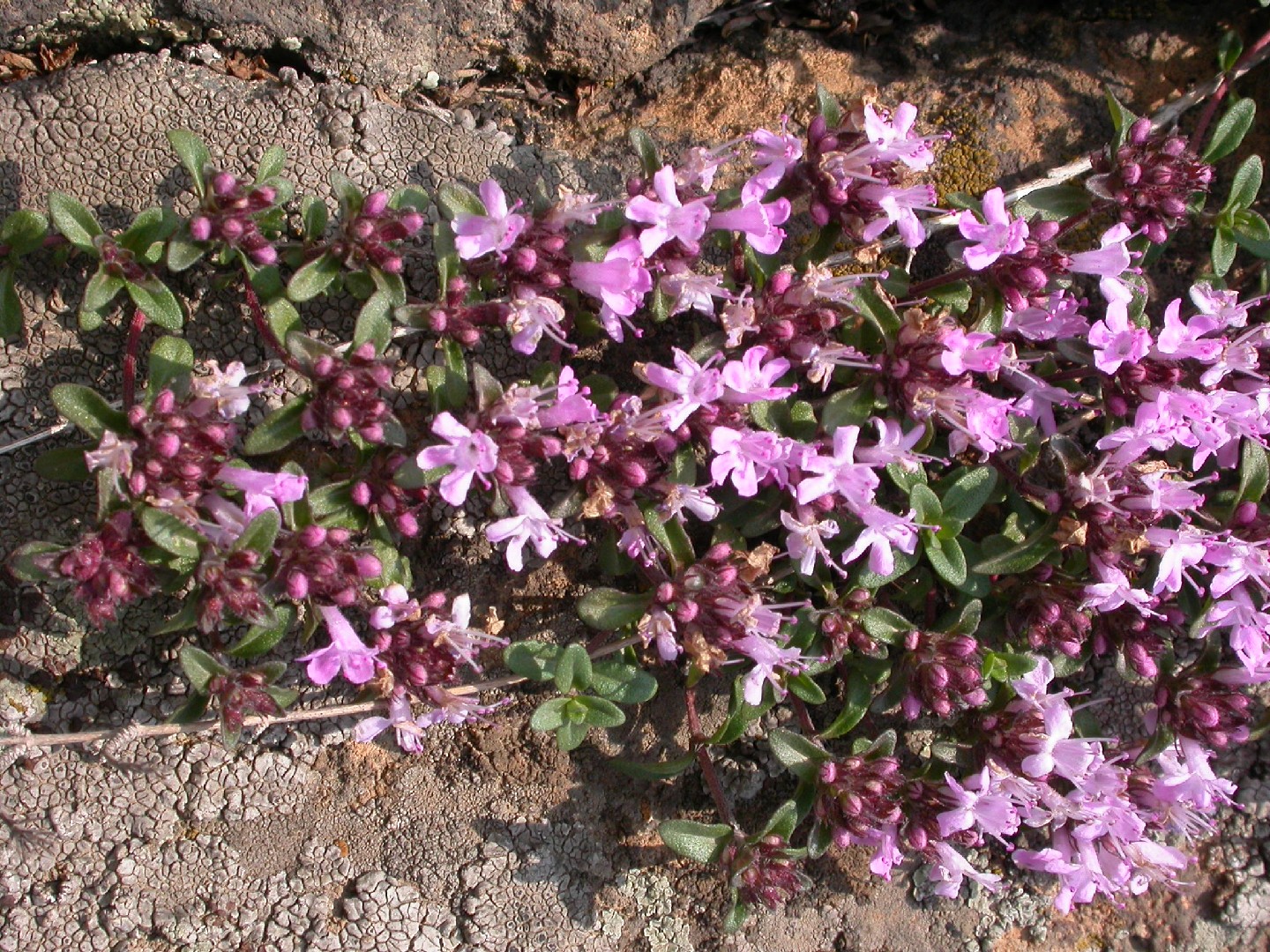 How to Plant and Grow Thyme(Thymus mongolicus)