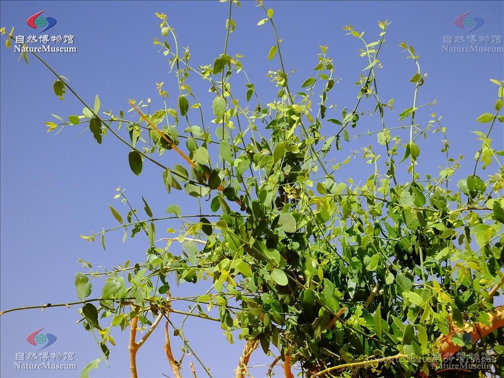 Balanites aegyptiaca PictureThis