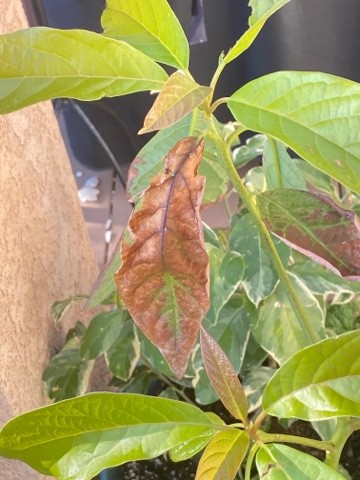 buy betel leaf plant Betel Leaf Plant – unlimitedgreens