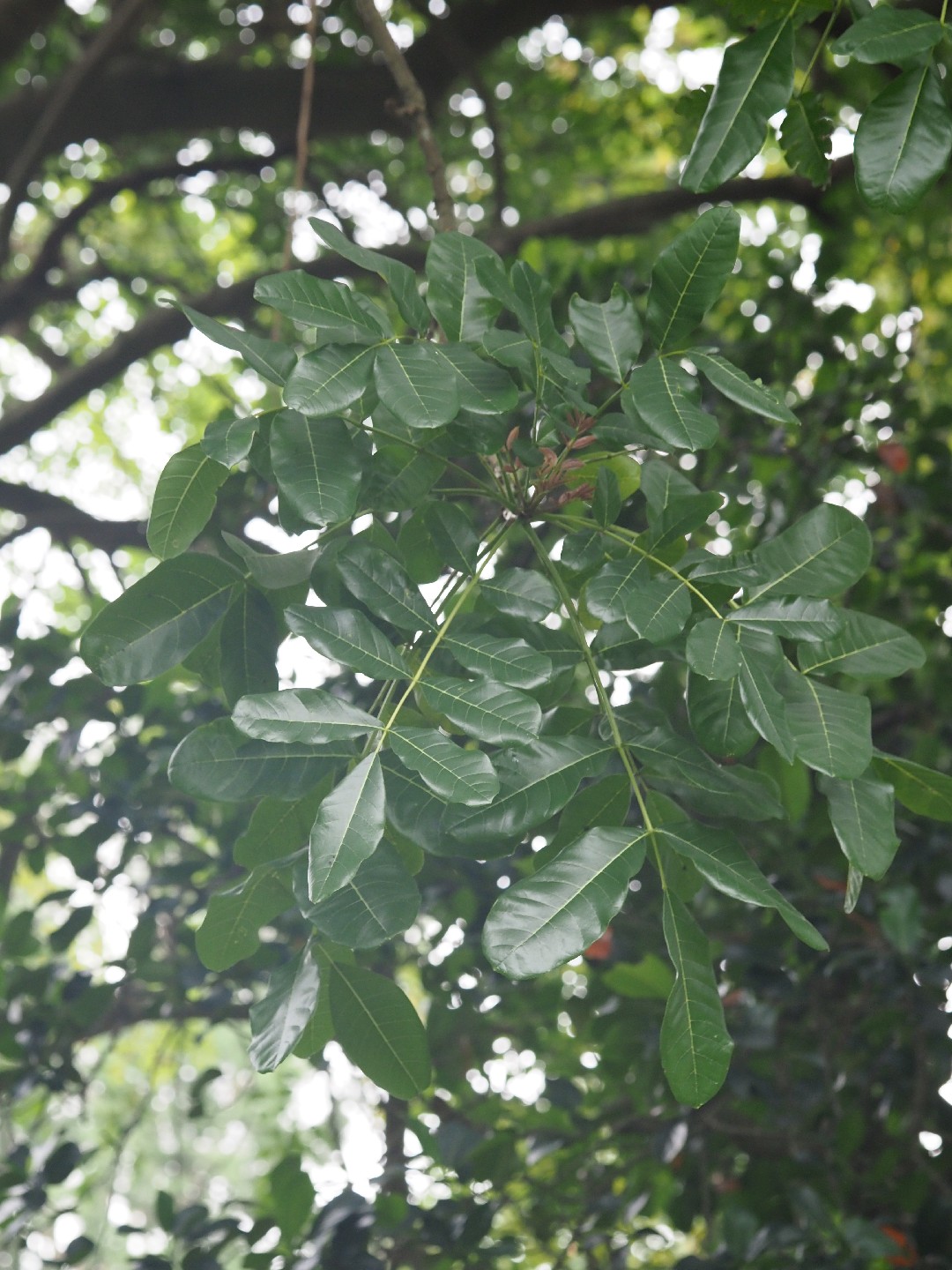 ソーセージノキ (ケア, 特徴, 花, 画像)