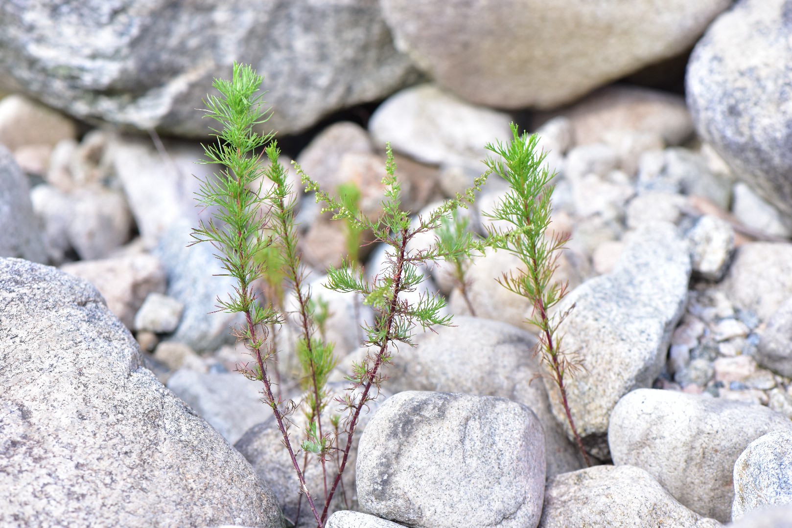 ハマヨモギ (Artemisia scoparia) 花言葉,毒性,よくある質問 - PictureThis