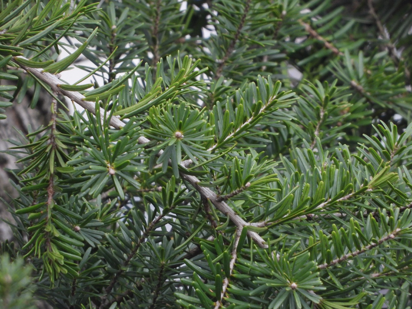 油杉 (Keteleeria fortunei) 照顧，種植，繁殖，開花時間 - PictureThis