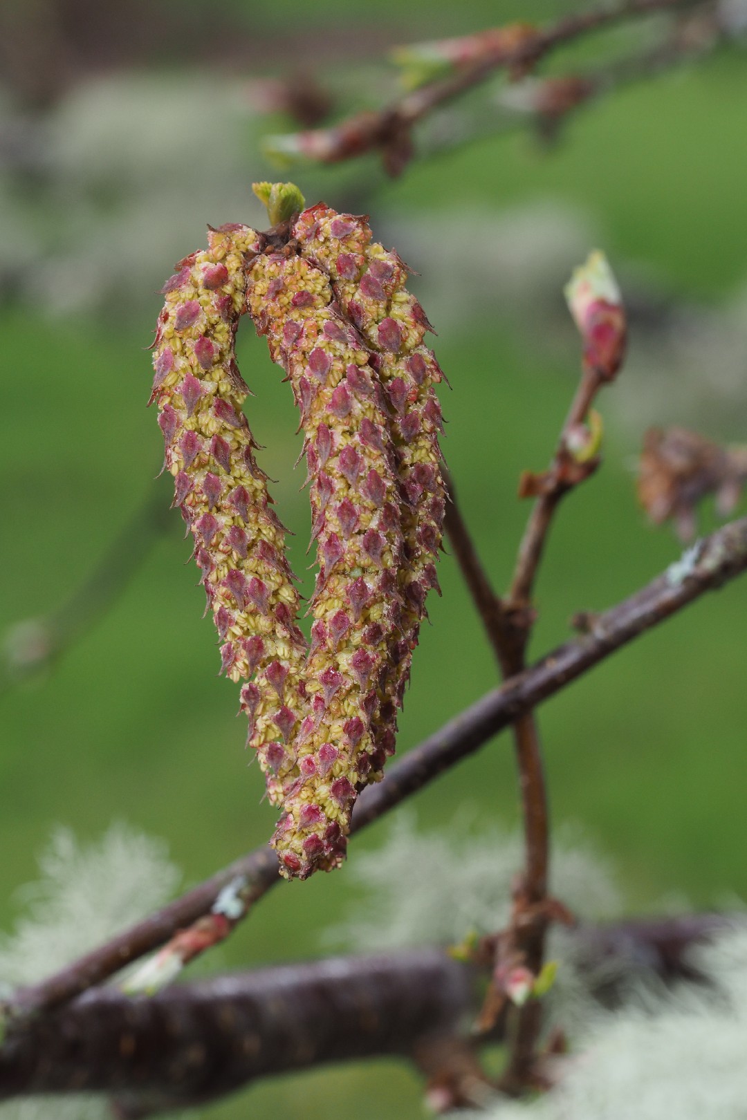 ネコシデ (Betula corylifolia) 花言葉,毒性,よくある質問 - PictureThis