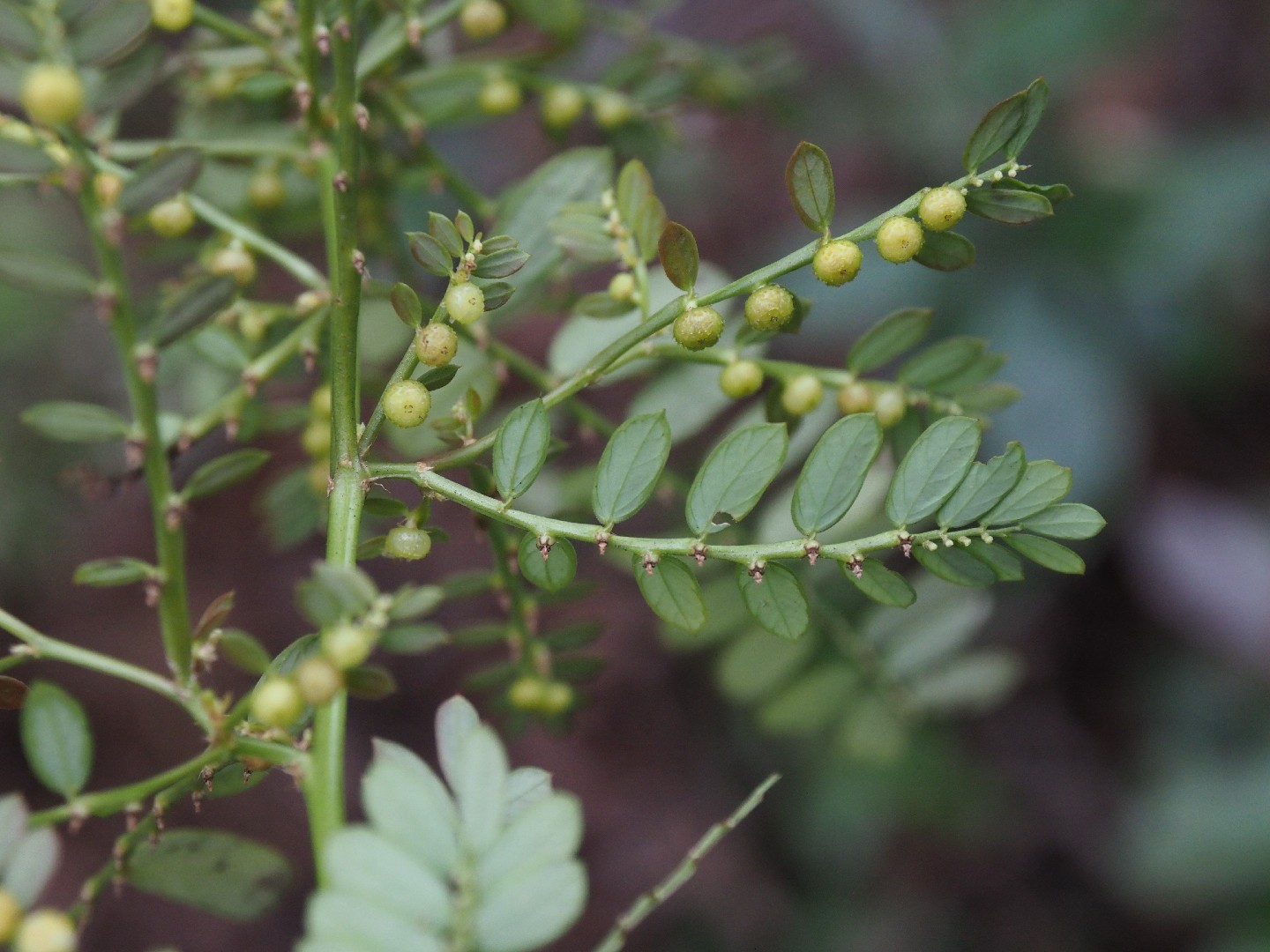 Chamber bitter - Phyllanthus urinaria (Taxonomy, Characteristics, Invasive,  Images, Control)