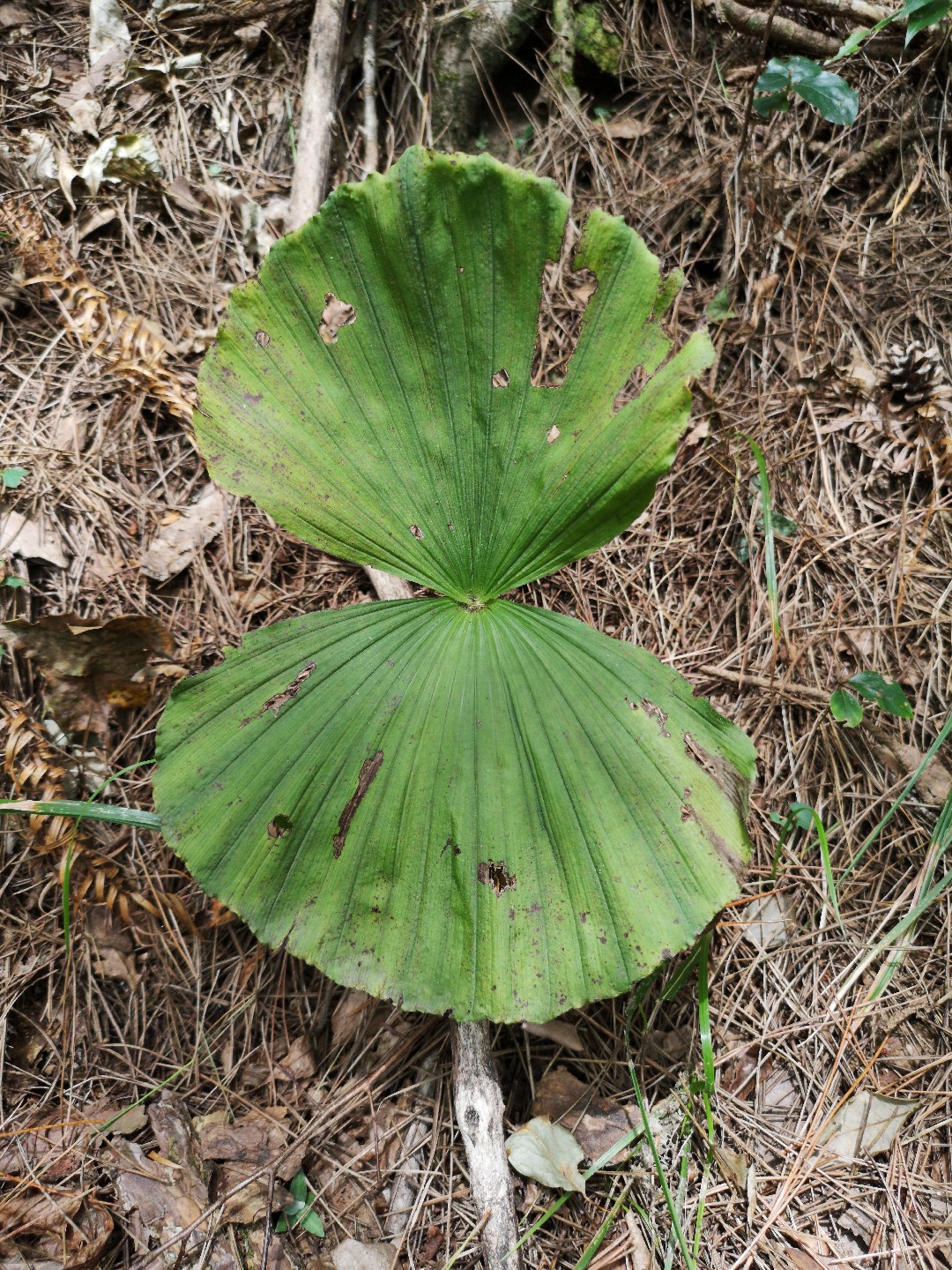 クマガイソウ（熊谷草） (ケア, 特徴, 花, 画像)