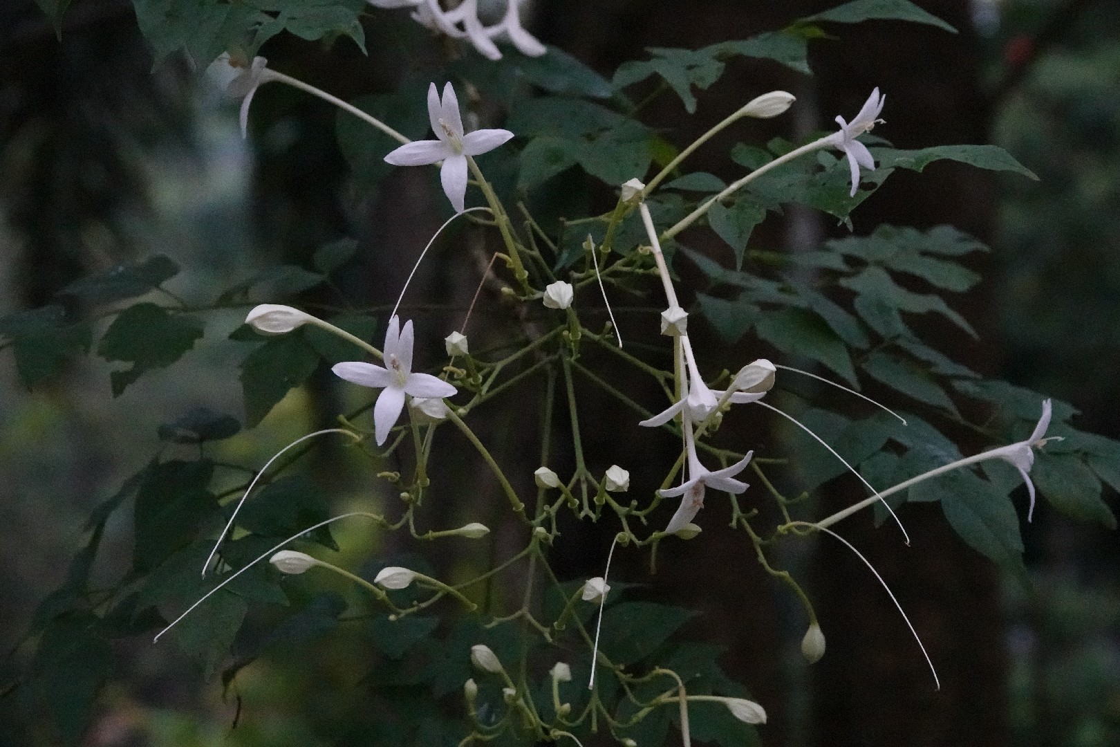 Cork Tree Flower