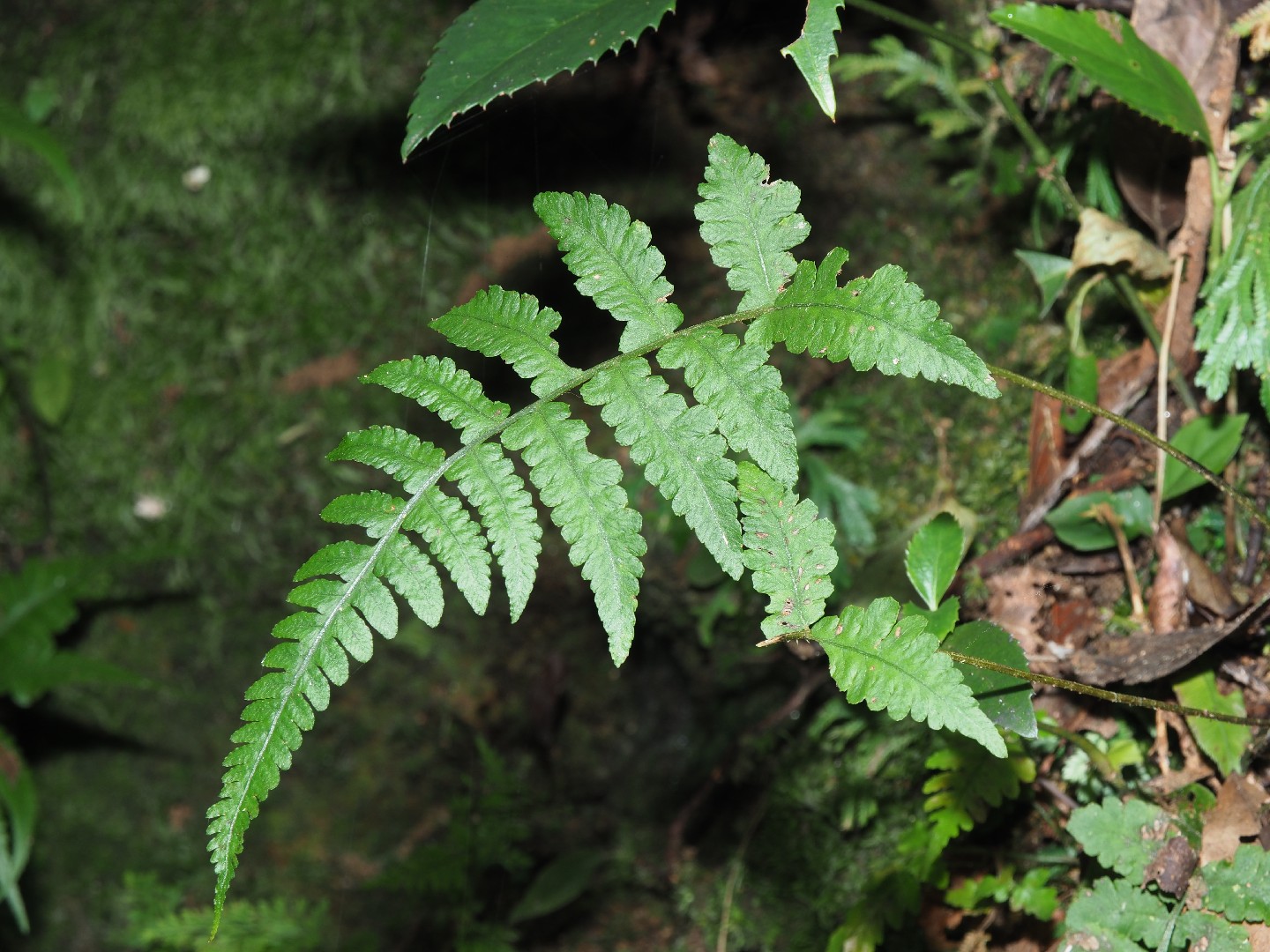 False spleenworts Care (Watering, Fertilize, Pruning, Propagation ...