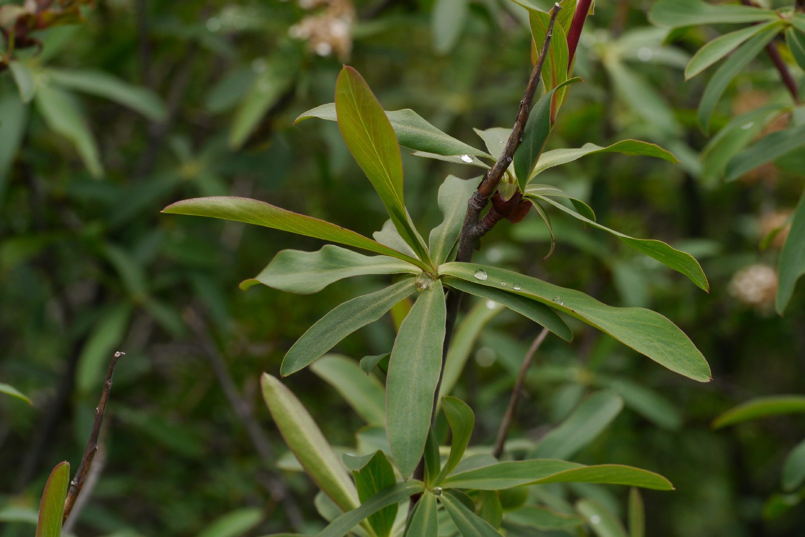 Sibiraea angustata PictureThis