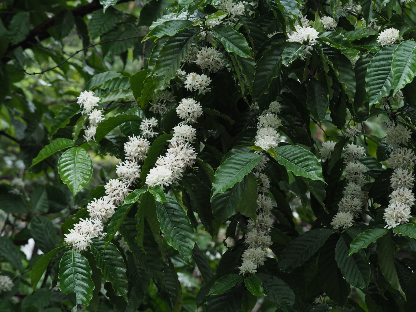 Exploring The Connection Between Canephora & Robusta - Perfect