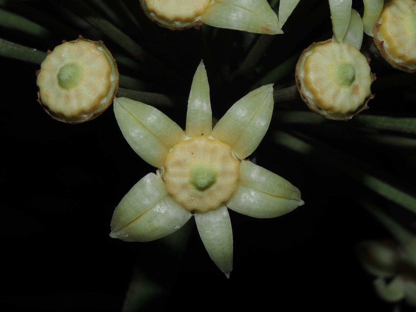 How to Plant and Grow Snowflake tree(Trevesia palmata)