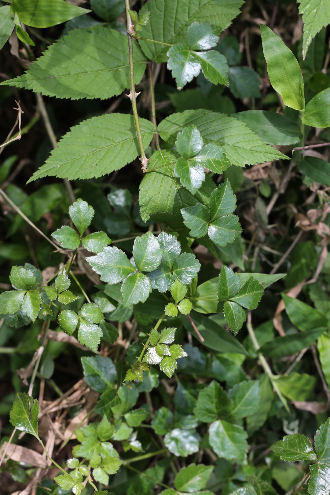Eleuthero (Eleutherococcus) - PictureThis