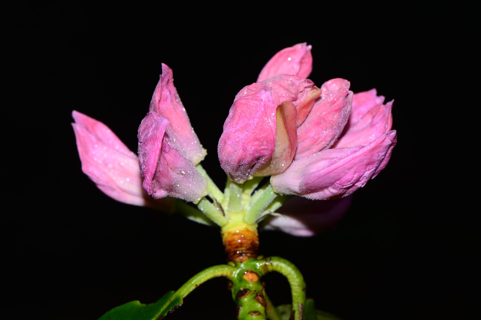 Rhododendron fortunei - PictureThis