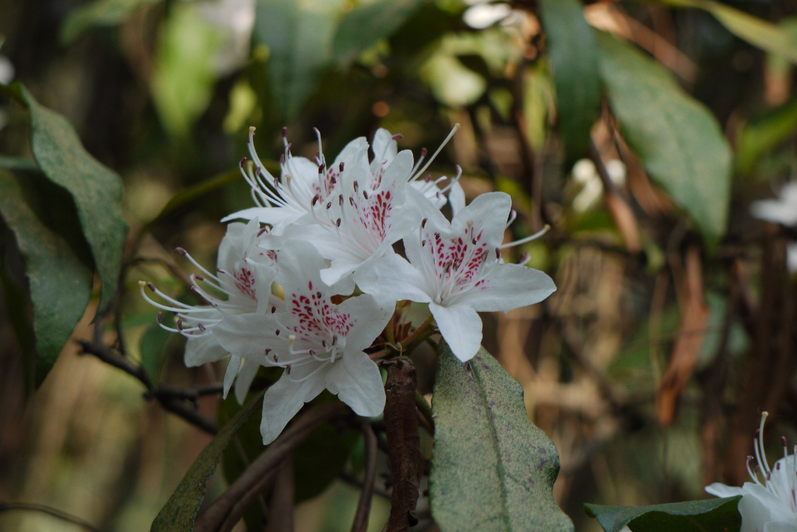 ツツジ属 (Rhododendron) - PictureThis