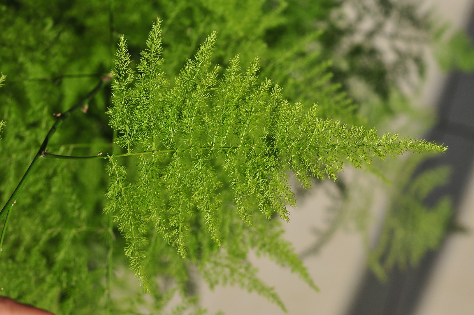 Why is my Asparagus Fern turning yellow?