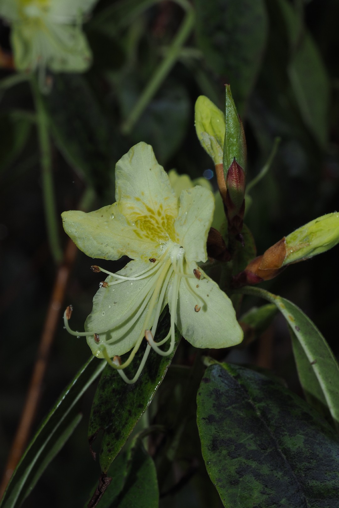 Rhododendron lutescens - PictureThis