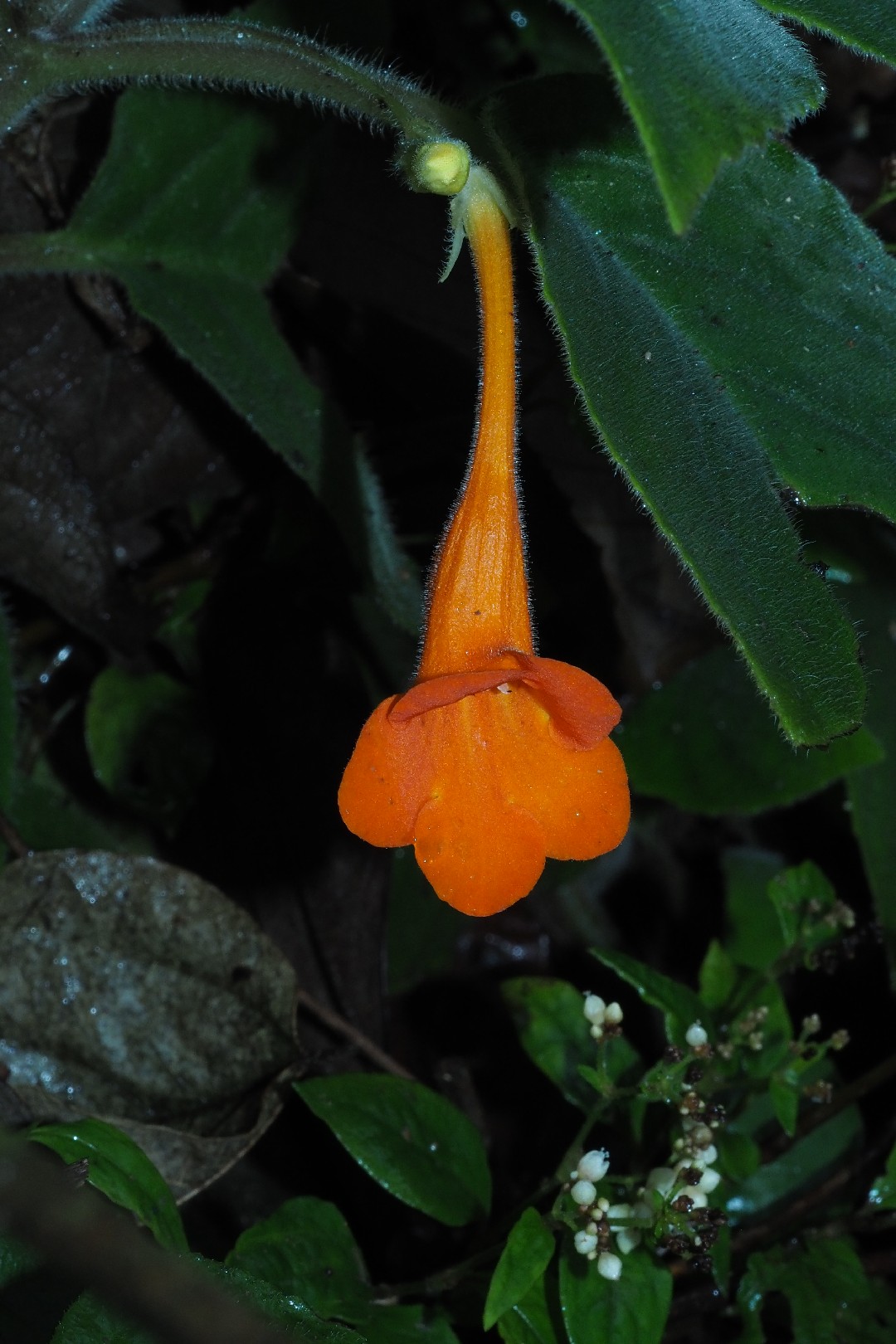 Raphiocarpus macrosiphon PictureThis