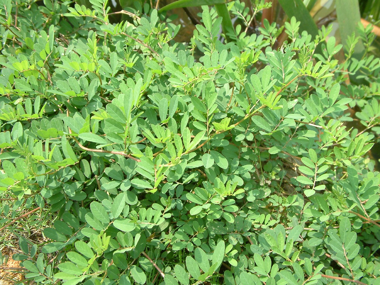 Añil rastrero Cuidados (Plantando, Fertilizantes, Enfermedades ...