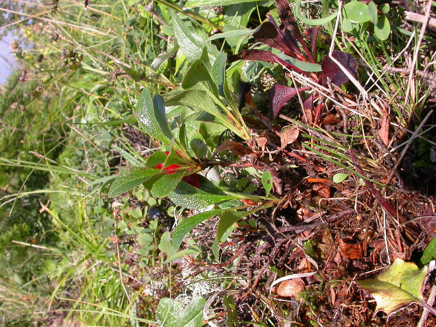 Arctostaphylos rubra PictureThis