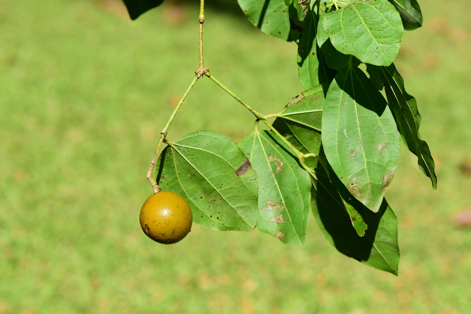 Gewöhnliche brechnuss (Strychnos nuxvomica) PictureThis