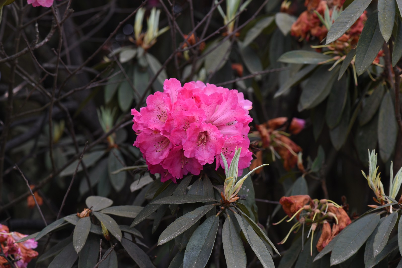 rhododendron plant Pacific Rhododendron (Rhododendron macrophyllum) – Sparrowhawk Native Plants main image 0