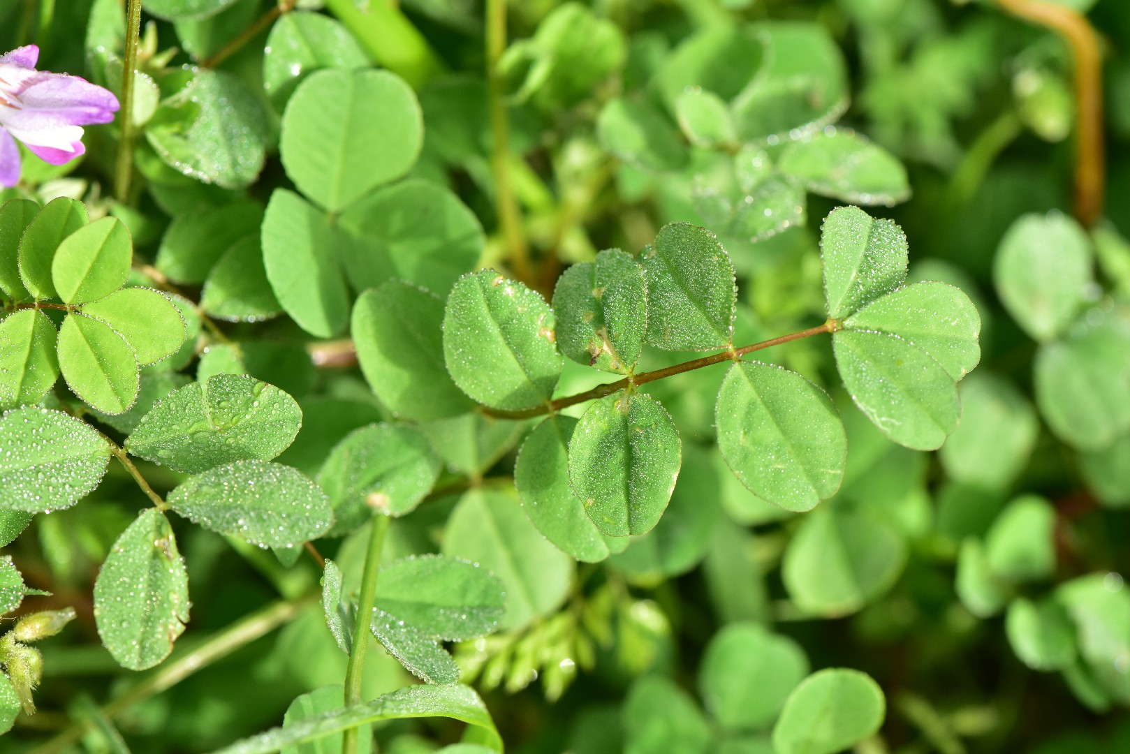 자운영 (Astragalus sinicus) PictureThis