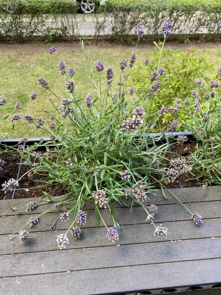 How to Grow and Care for Spike lavender