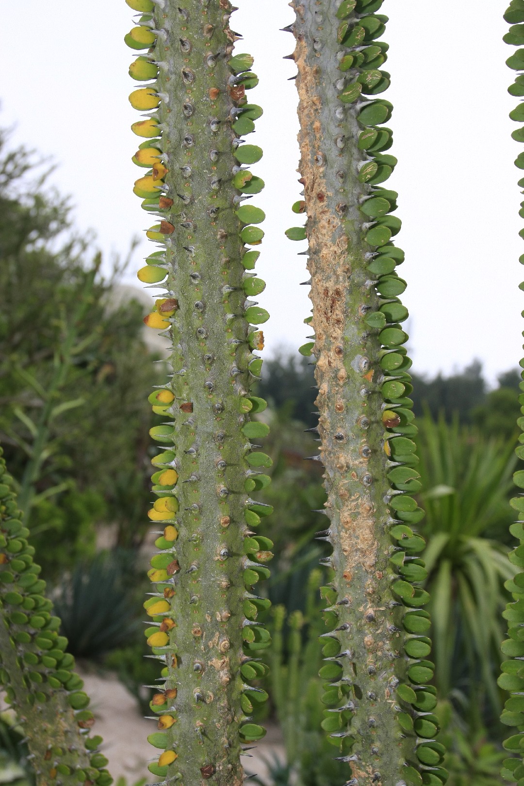 Uses For Ocotillo Flower Tea Best Flower Site