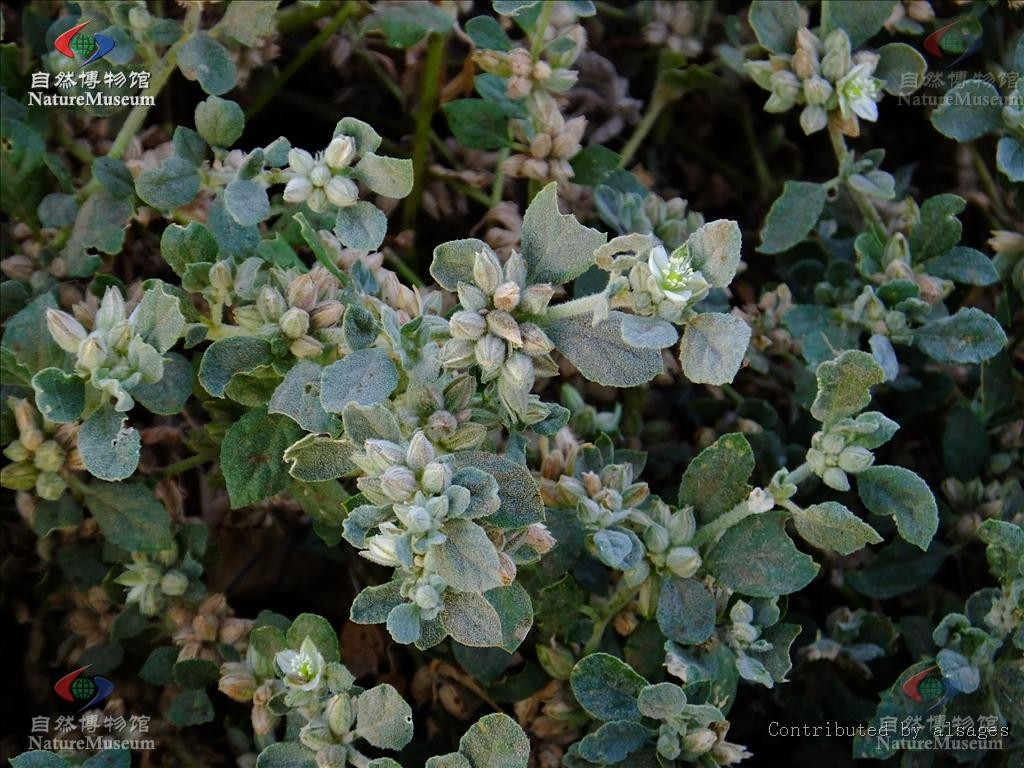 Glinus lotoides PictureThis