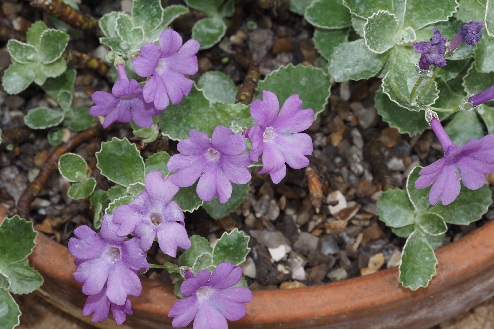 primula-marginata-primula-marginata-picturethis