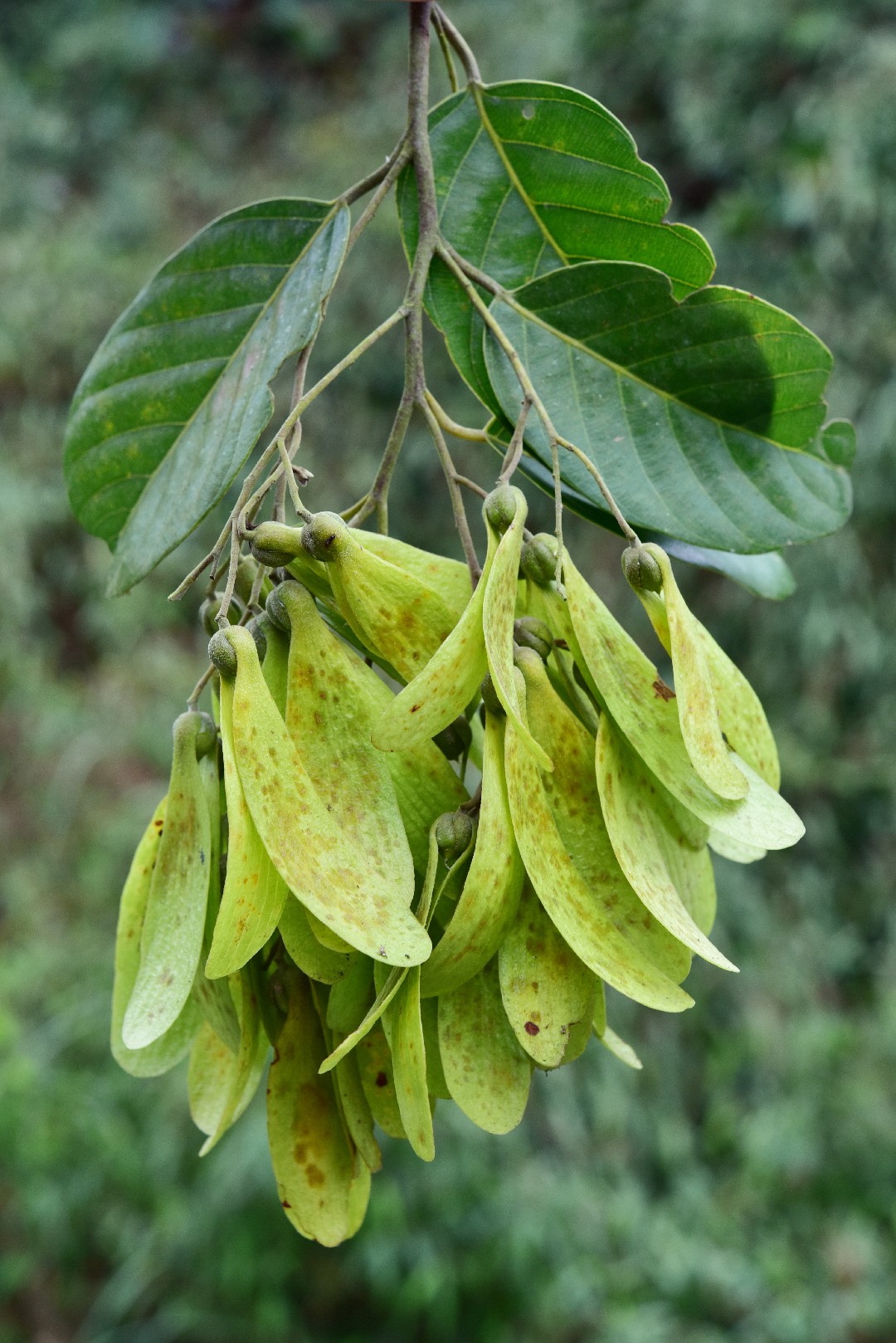  Hopea Hainanensis PictureThis