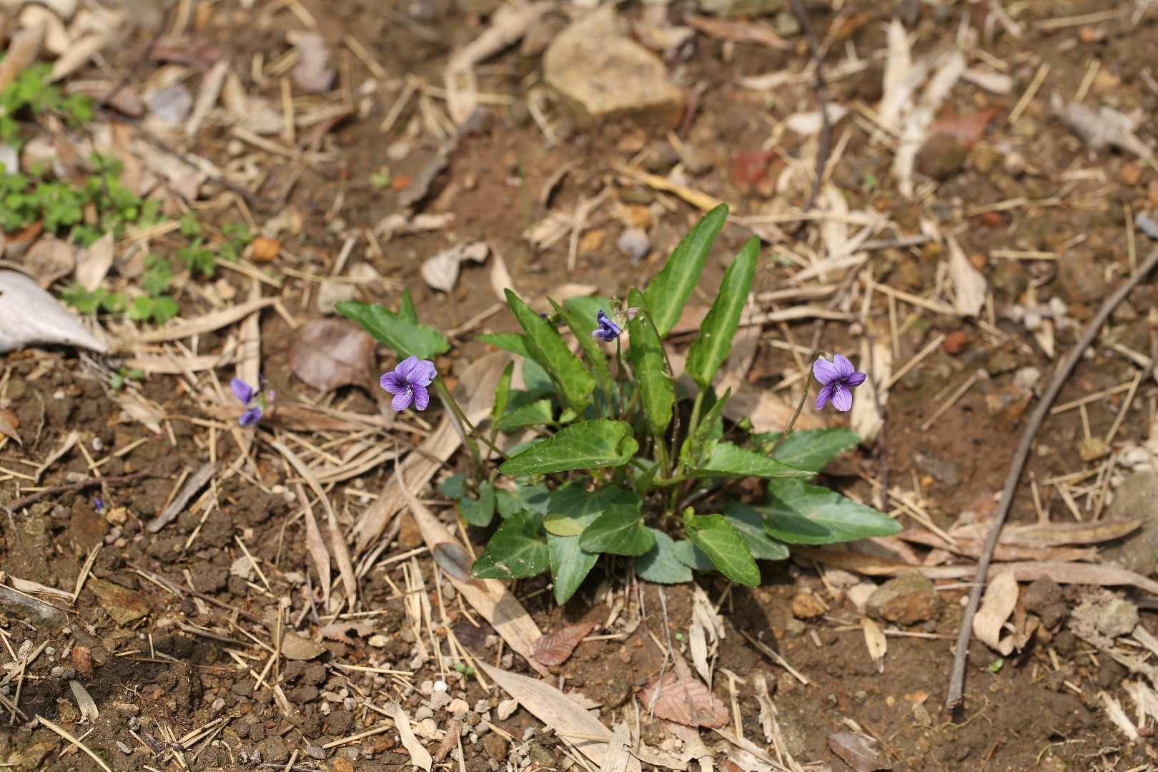 ノジスミレ(野路菫) (Viola philippica) 花言葉,毒性,よくある質問 - PictureThis