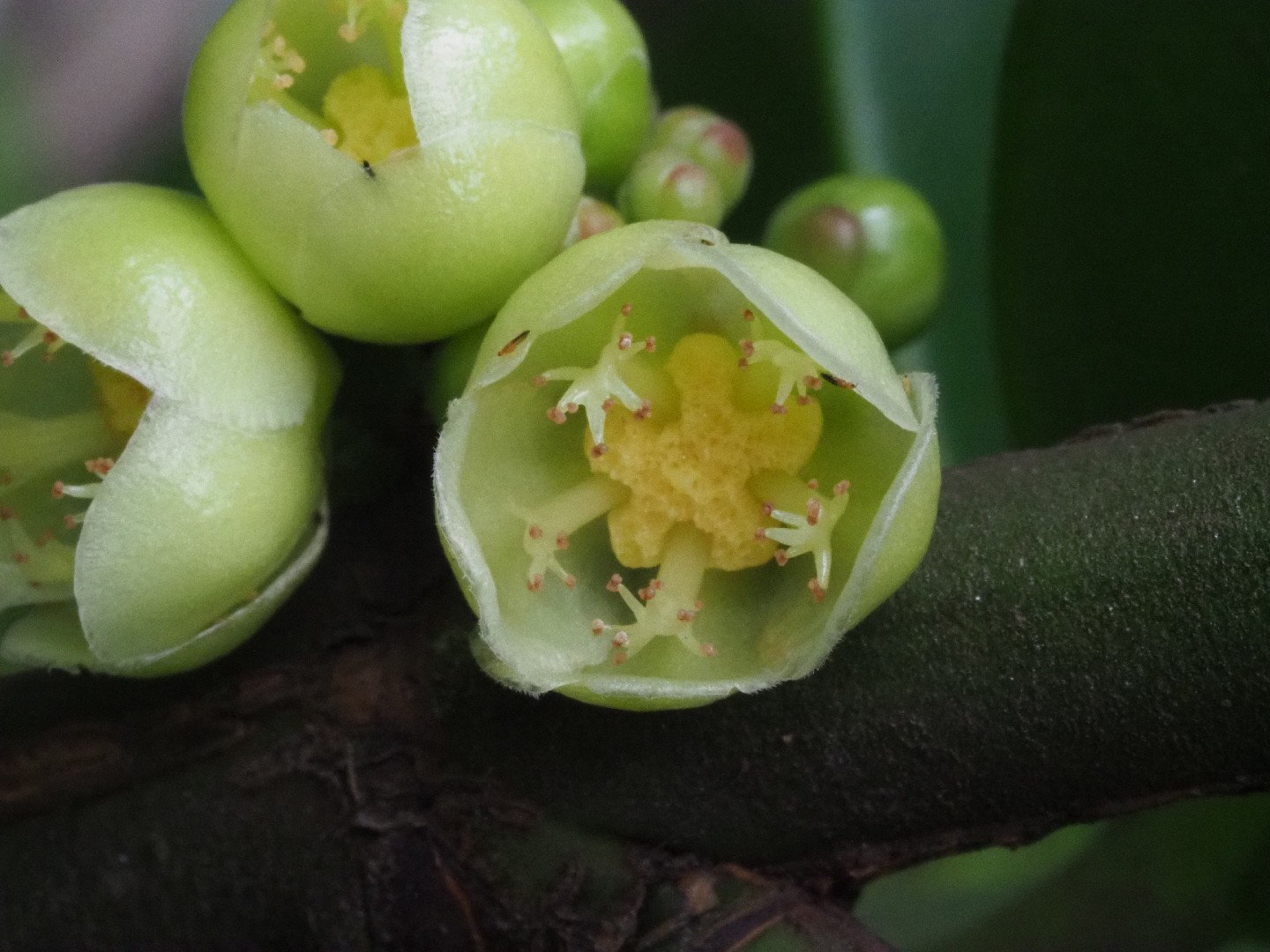 菲島福木 (Garcinia subelliptica) 照顧,種植,繁殖,開花時間 - PictureThis