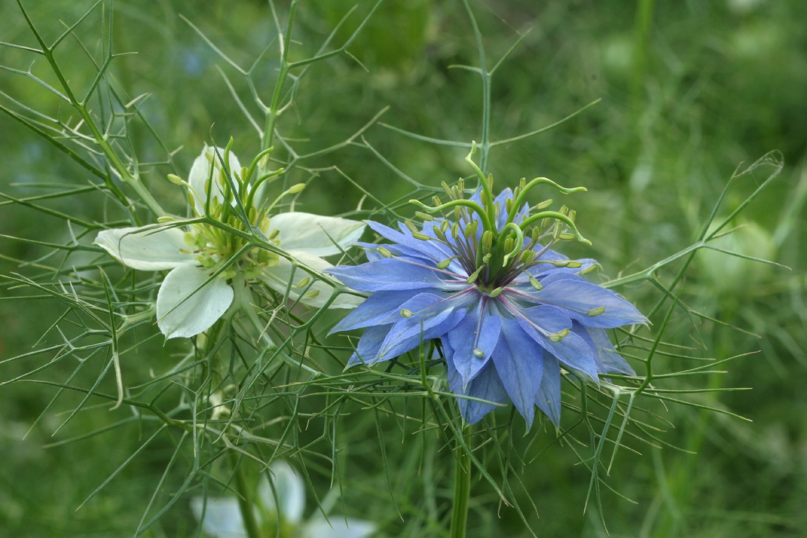 ニゲラの判定方法 (Nigella damascena)