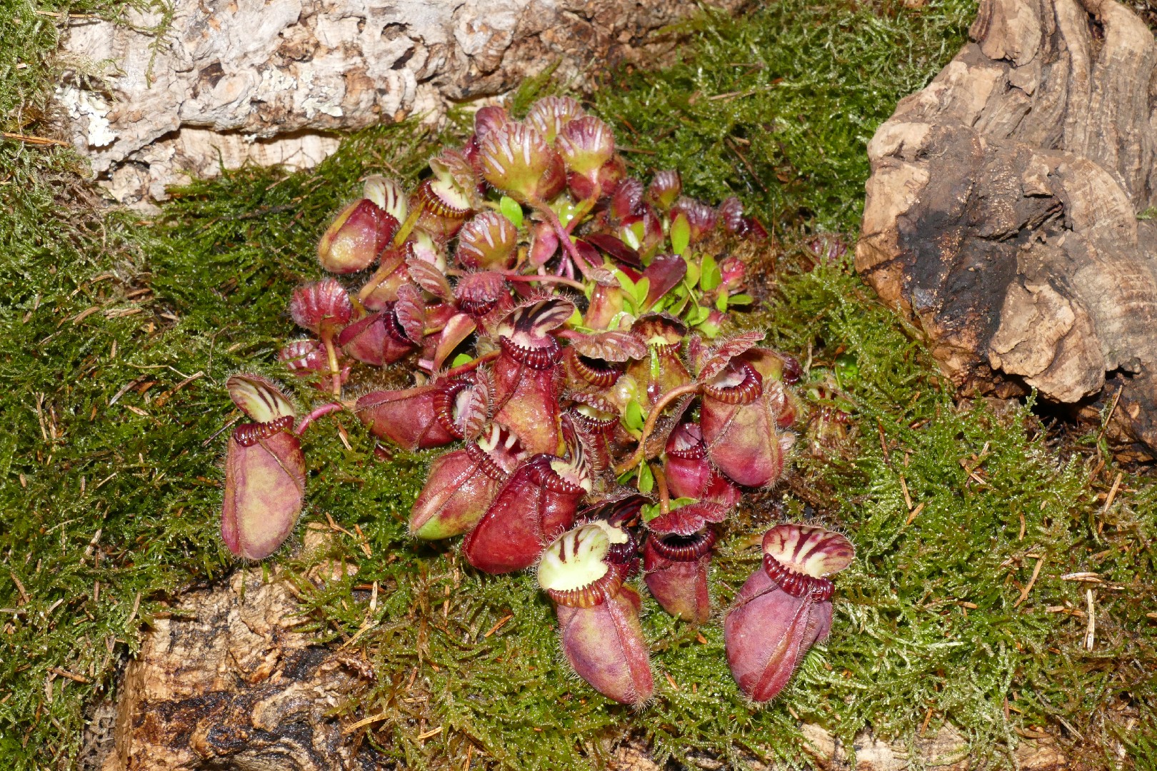 フクロユキノシタ (Cephalotus follicularis) - PictureThis